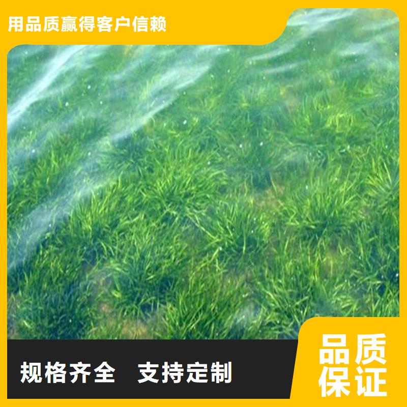 定制微齿眼子菜的供货商