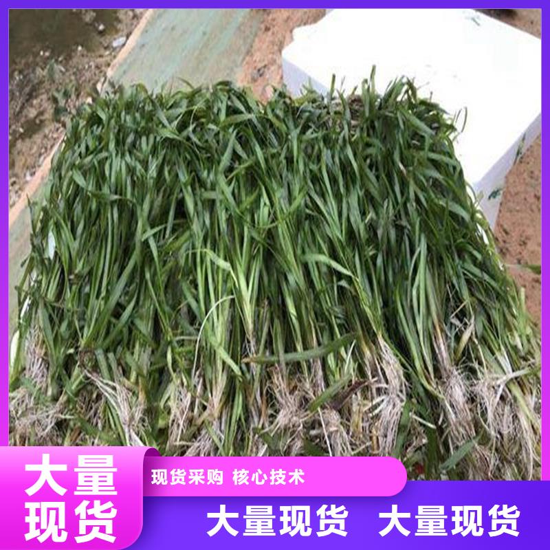 黑藻、黑藻厂家