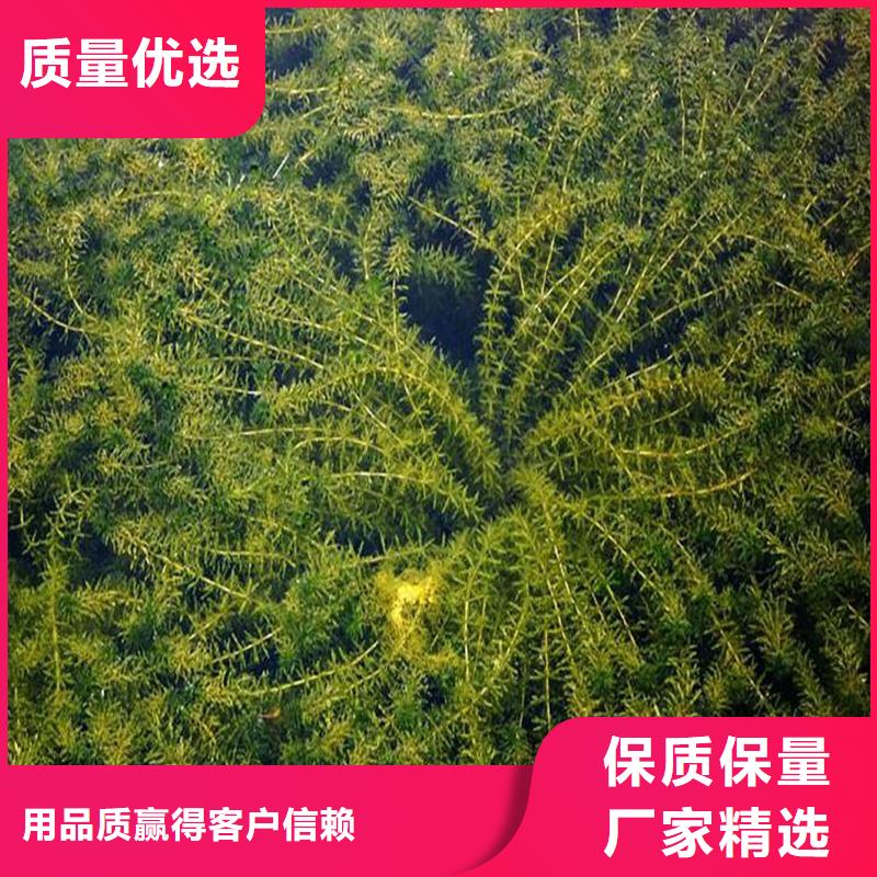 伊乐藻值得信赖的厂家