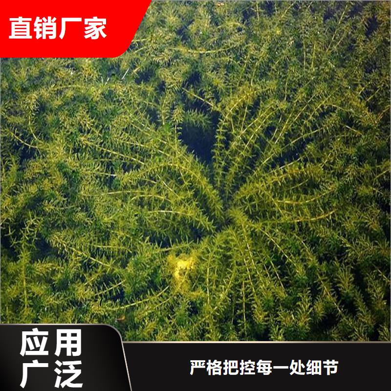 水毛茛现货齐全