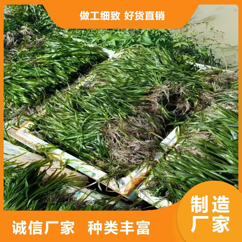 水毛茛厂家放心购