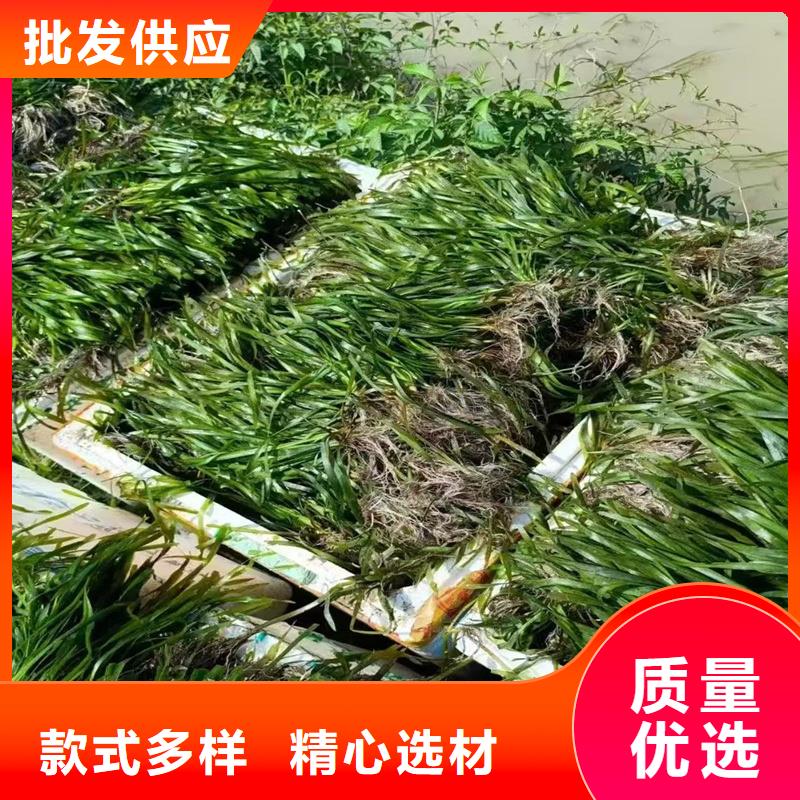 水毛茛多种规格供您选择