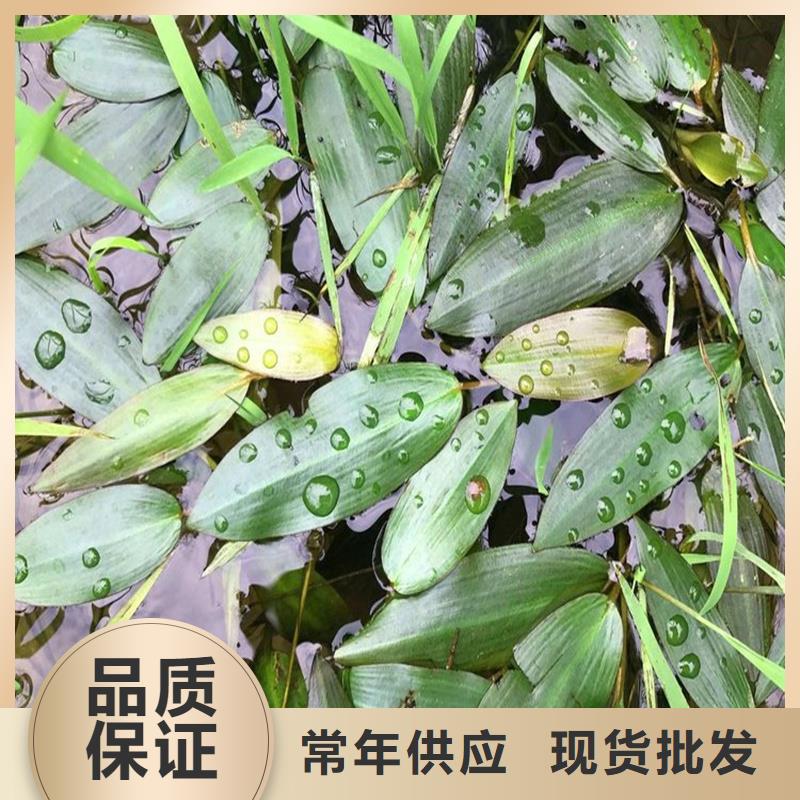 苦草今日价格行情