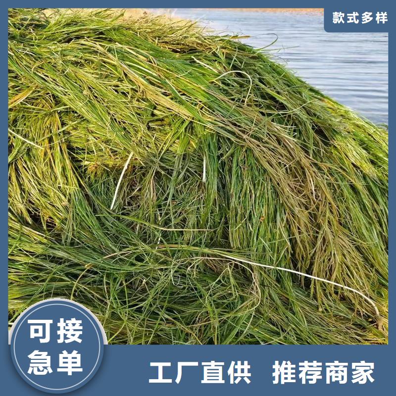 苦草公司-价格