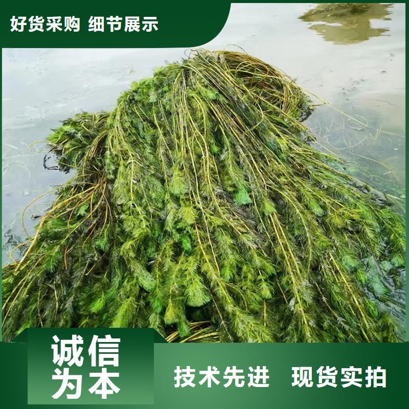 微齿眼子菜厂家送货及时