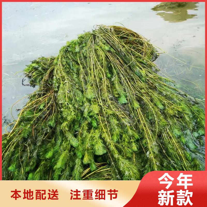 可定制的穗花狐尾藻品牌厂家