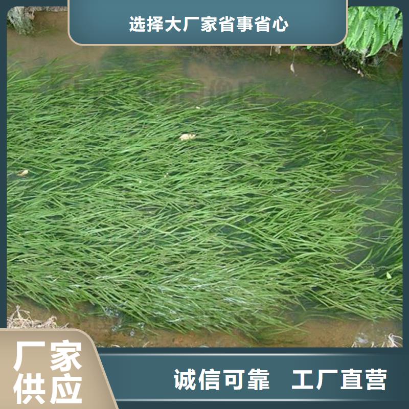 大茨藻、大茨藻厂家直销-欢迎新老客户来电咨询