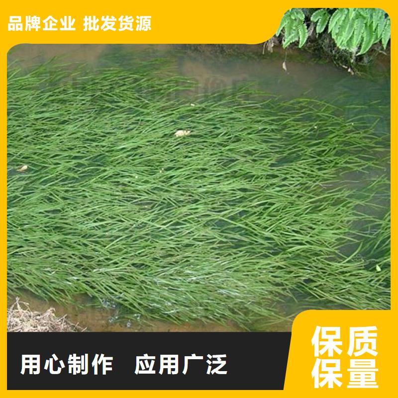 有现货的轮叶黑藻厂家