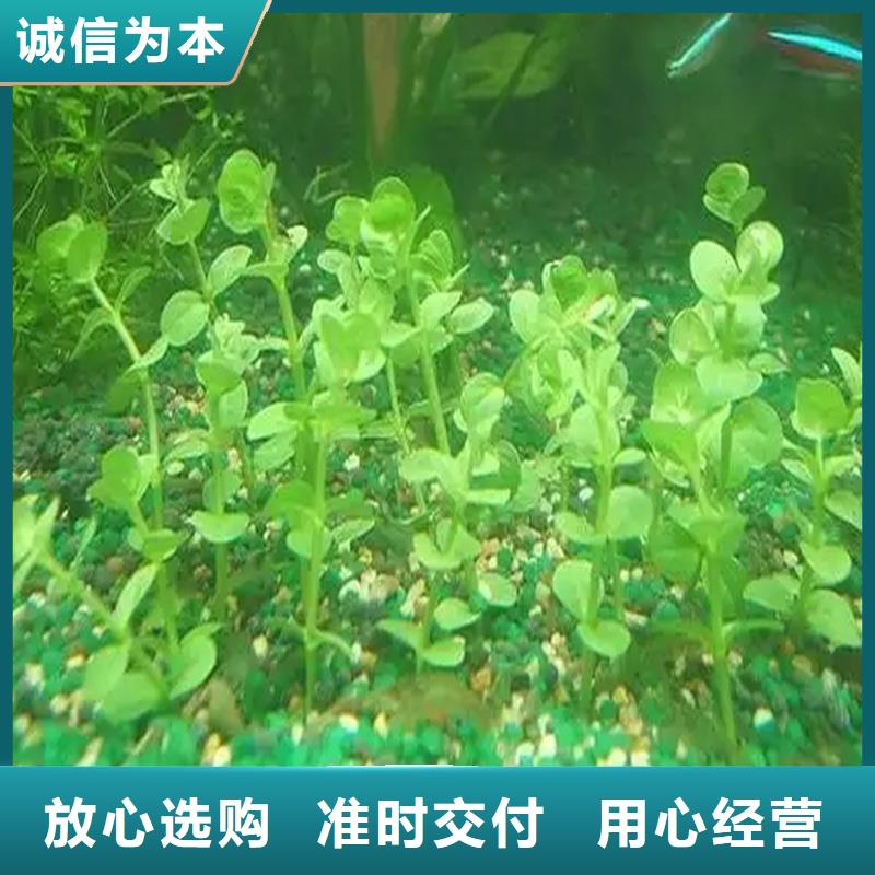 水毛茛多种规格供您选择