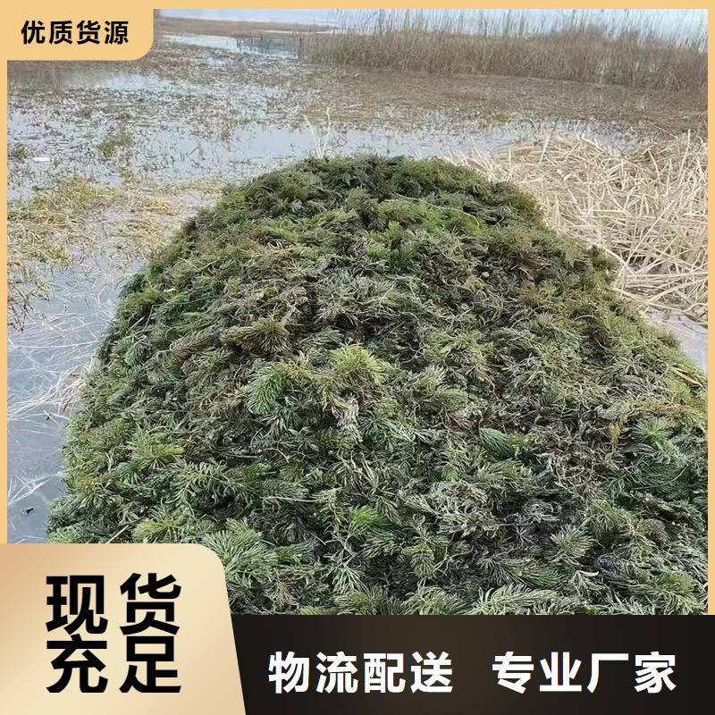 大茨藻可定制厂家