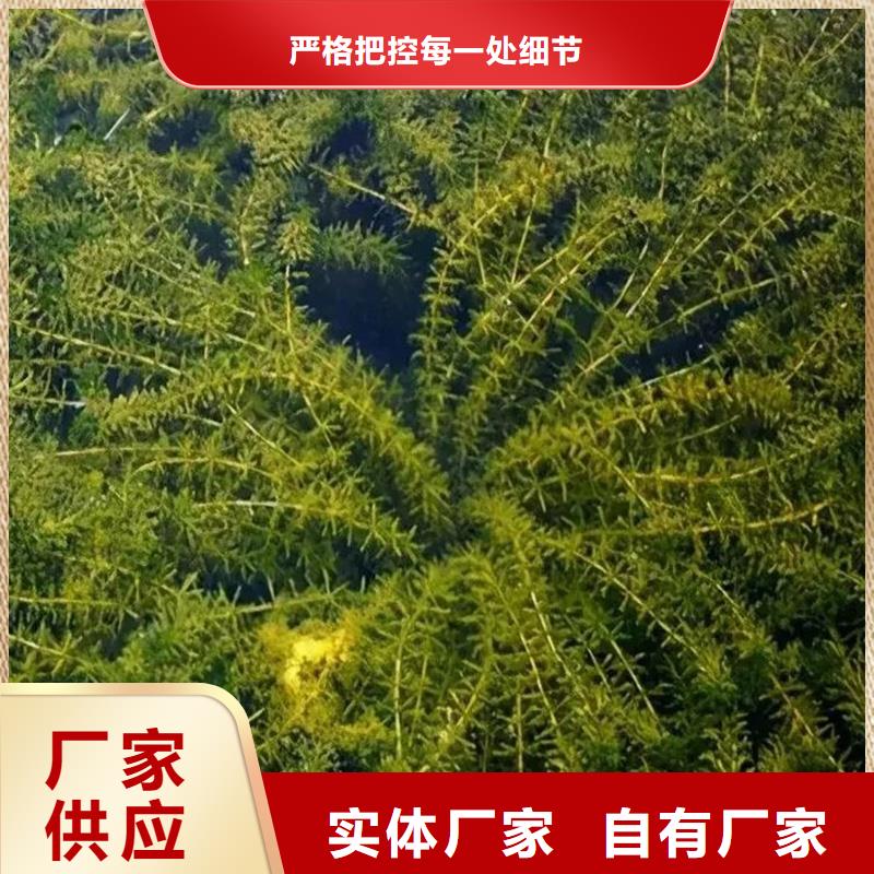 伊乐藻货到付款厂家