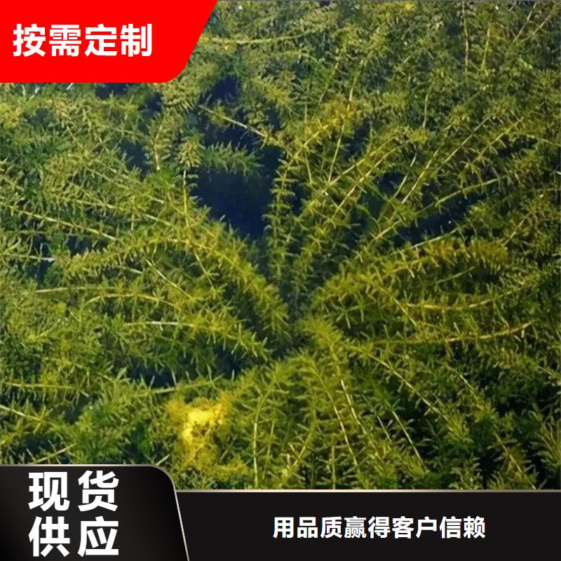 金鱼藻优选品牌