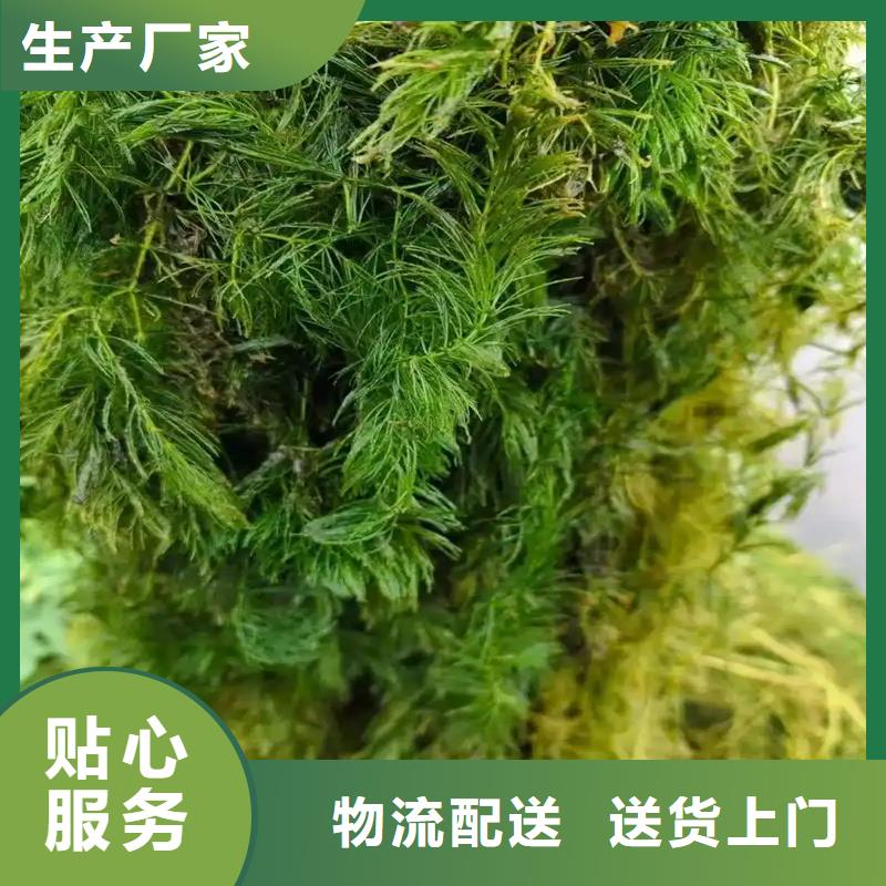 菹草欢迎询价