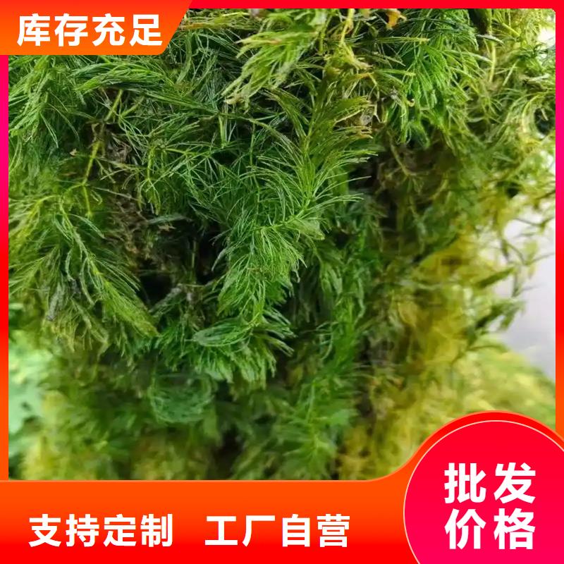 有现货的菹草公司