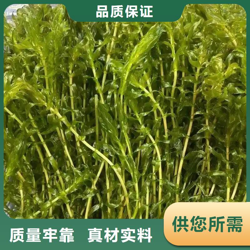 水毛茛多种规格供您选择