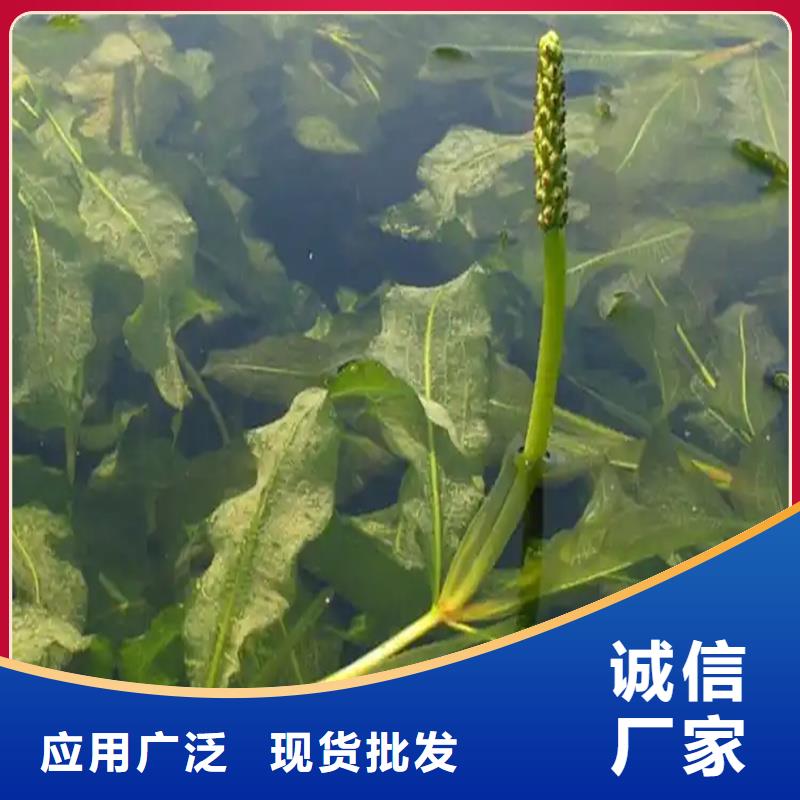 质量优的沉水植物生产厂家