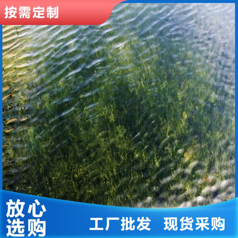 专业销售龙须眼子菜-放心