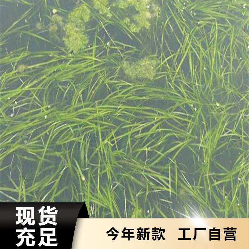 小茨藻施工方案