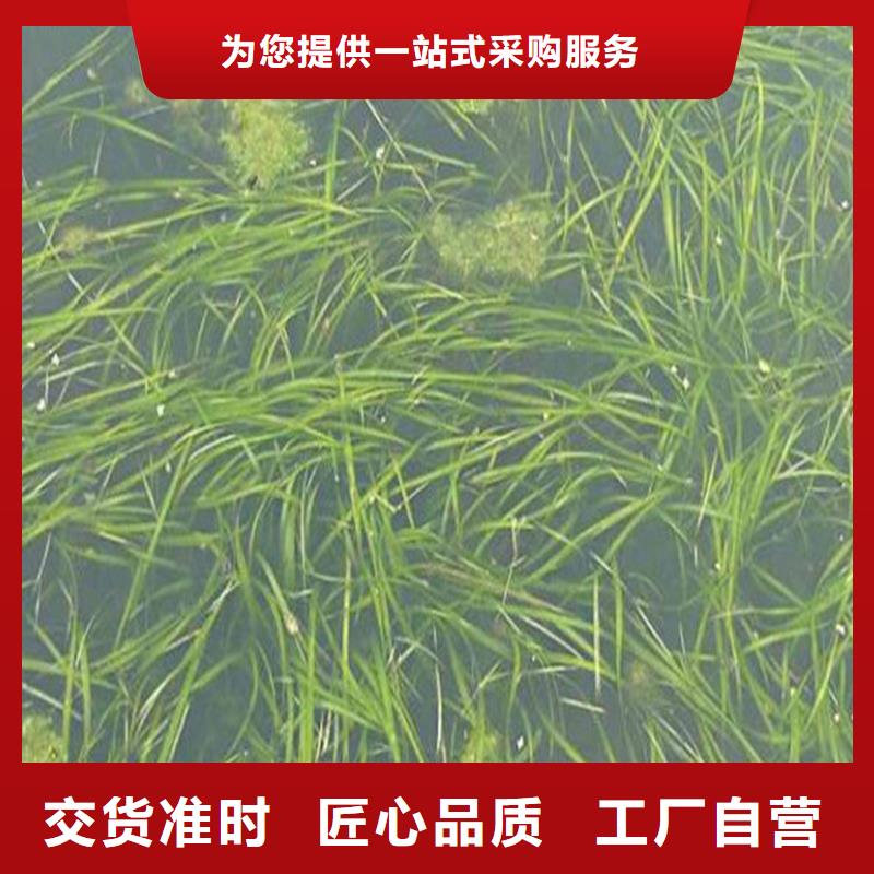 值得信赖的麦黄草生产厂家