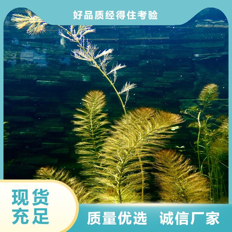 水毛茛现货齐全