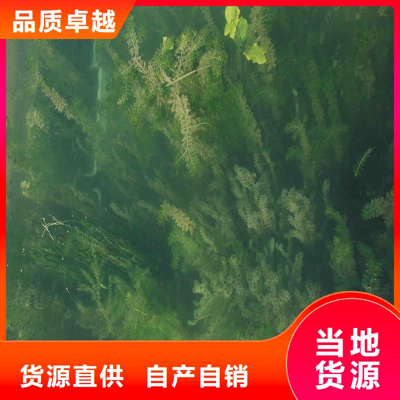 沉水植物工厂直销
