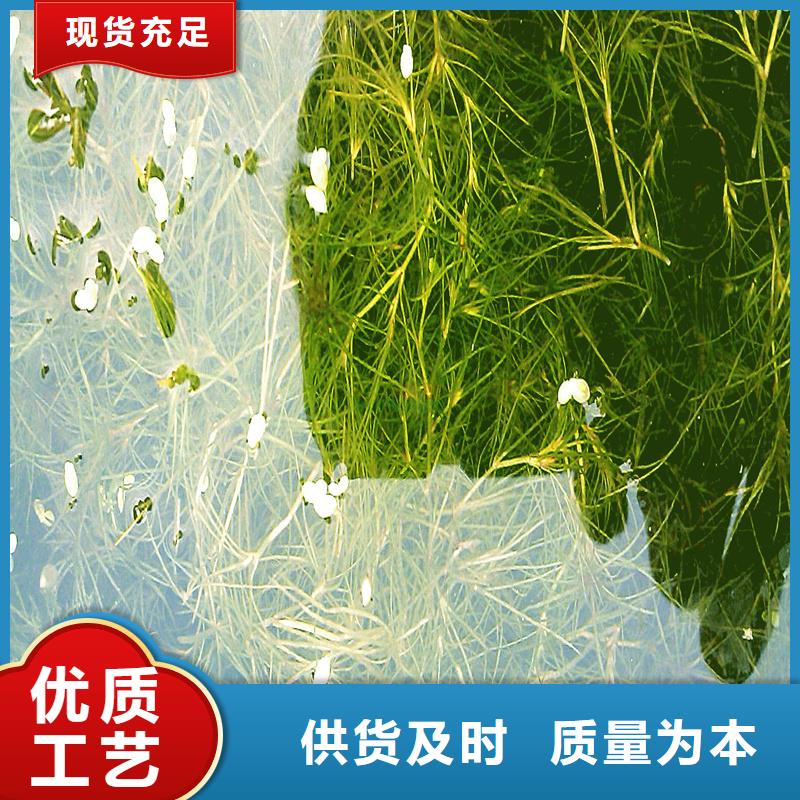 菹草购买注意事项