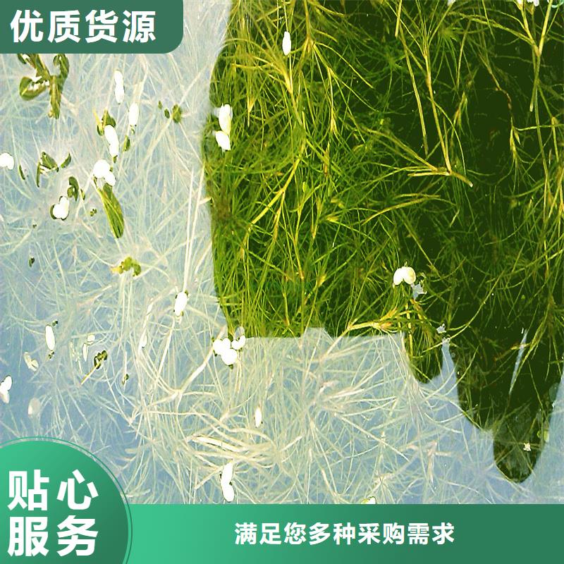 金鱼藻查看详情