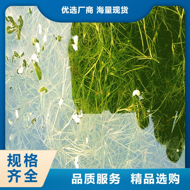 金鱼藻查看详情