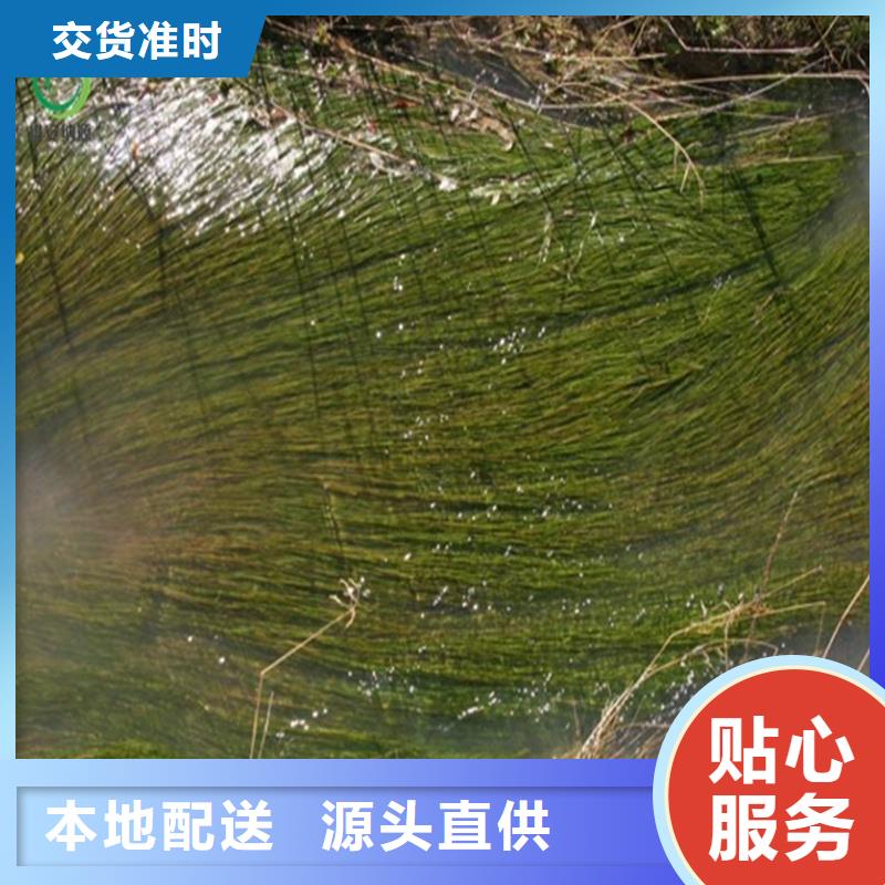 小茨藻售后无忧大厂