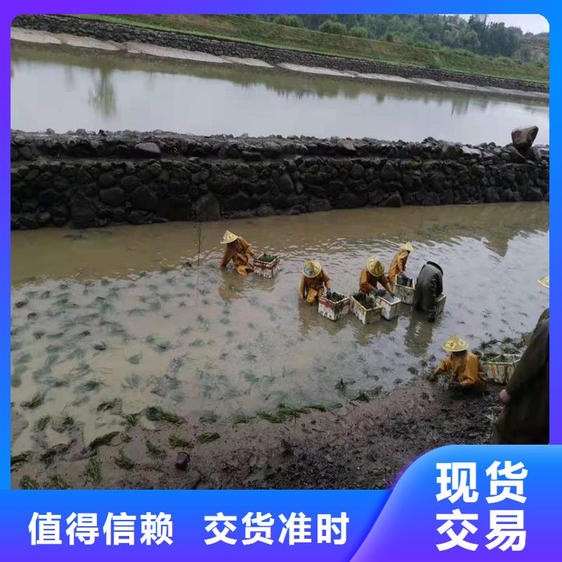 轮叶黑藻-高标准高质量