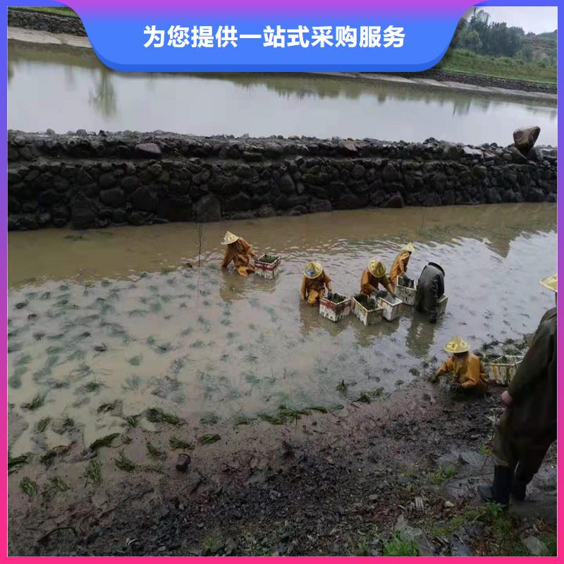 伊乐藻货到付款厂家