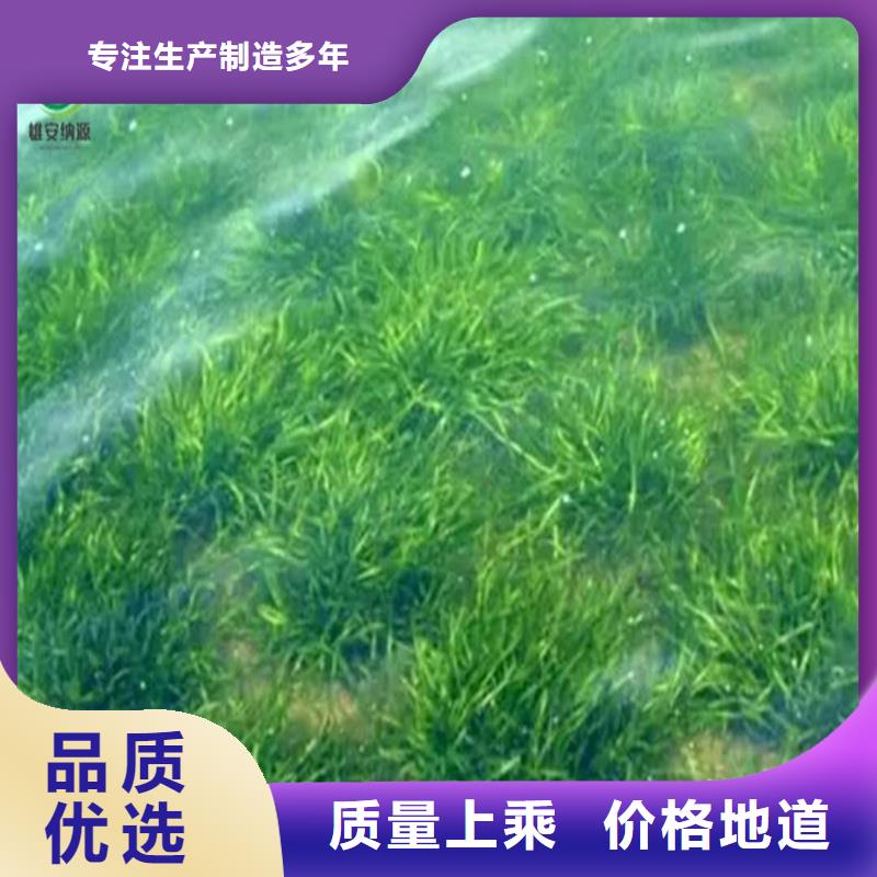 有现货的轮叶黑藻厂家