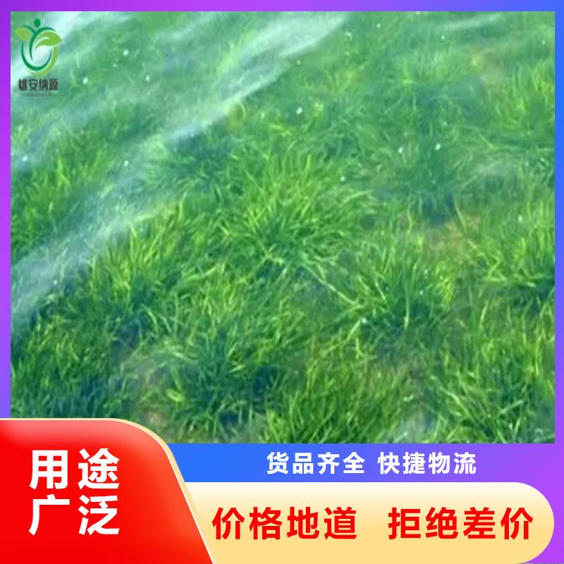 水毛茛多种规格供您选择