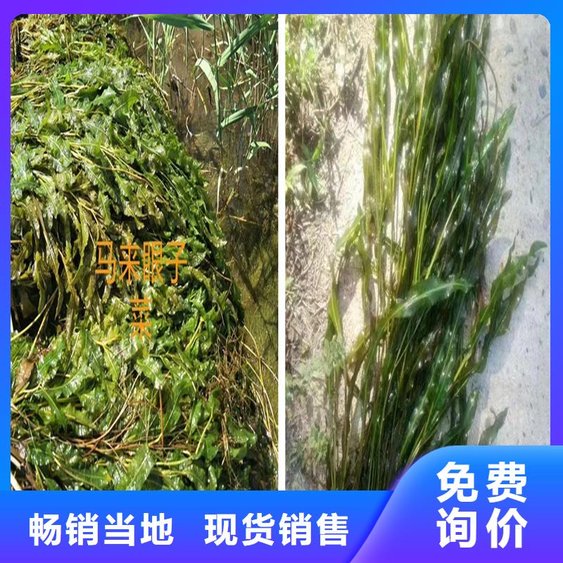 伊乐藻值得信赖的厂家