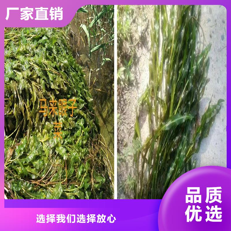 菹草欢迎询价