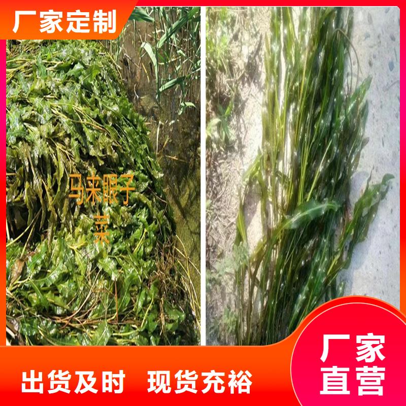 新闻：水生植物厂家