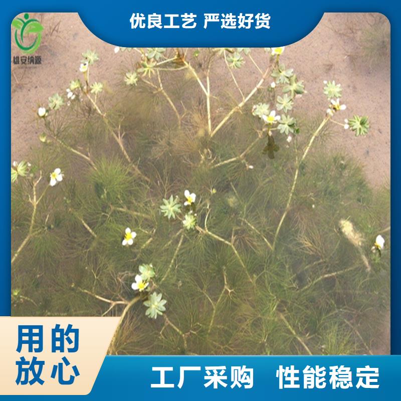 伊乐藻值得信赖的厂家