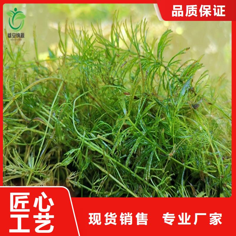 小茨藻施工方案