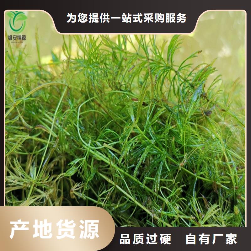 轮叶黑藻-高标准高质量