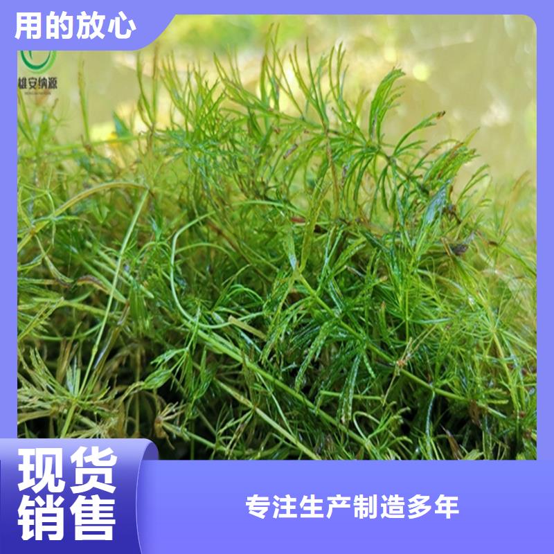 质量优的沉水植物生产厂家