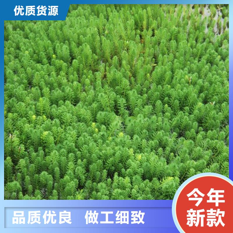 马来眼子菜-马来眼子菜实力强