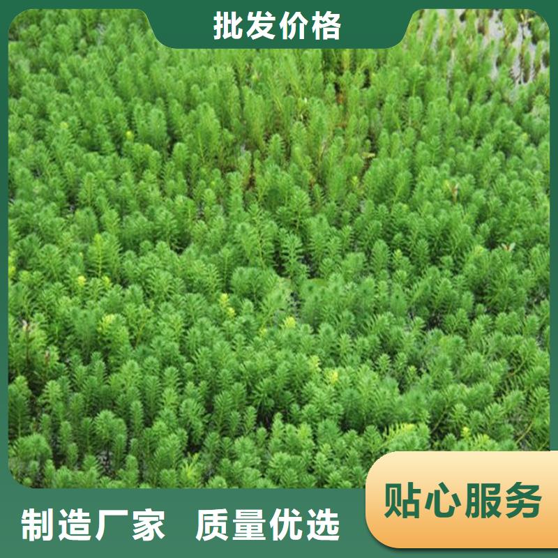 优质的沉水植物-现货充足有保障