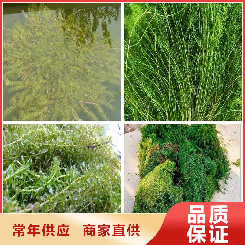 马来眼子菜-马来眼子菜实力强