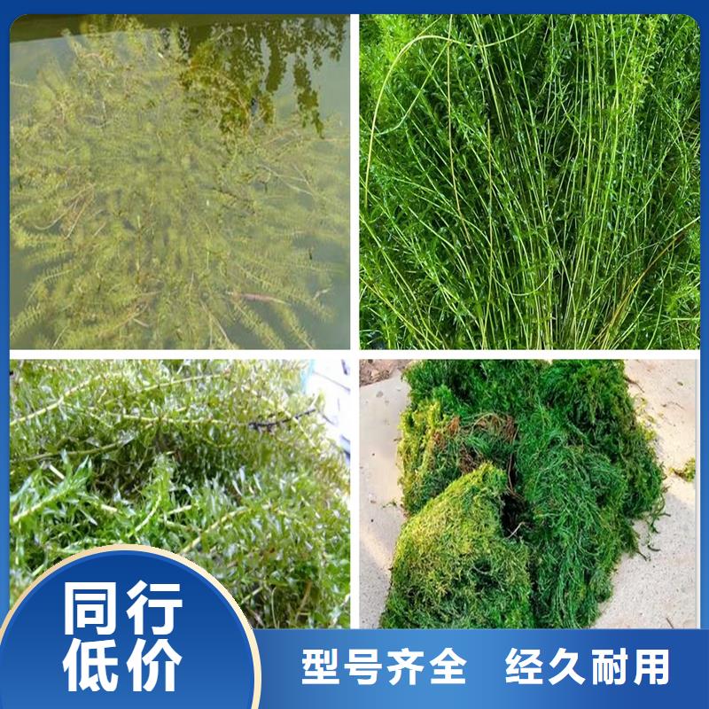 大茨藻、大茨藻厂家直销-欢迎新老客户来电咨询