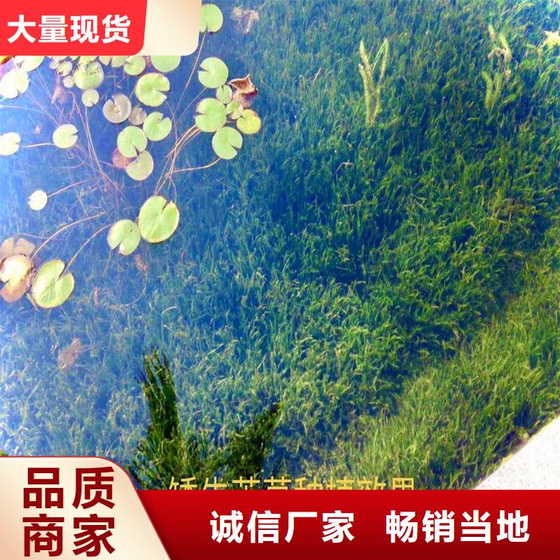 马来眼子菜专业生产厂家