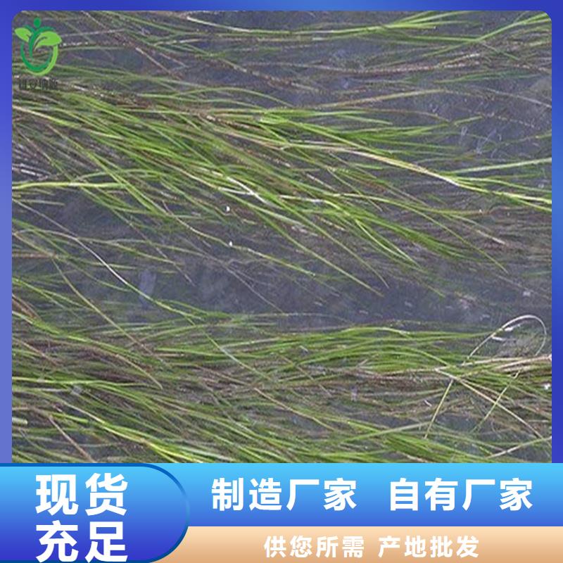 有现货的轮叶黑藻厂家