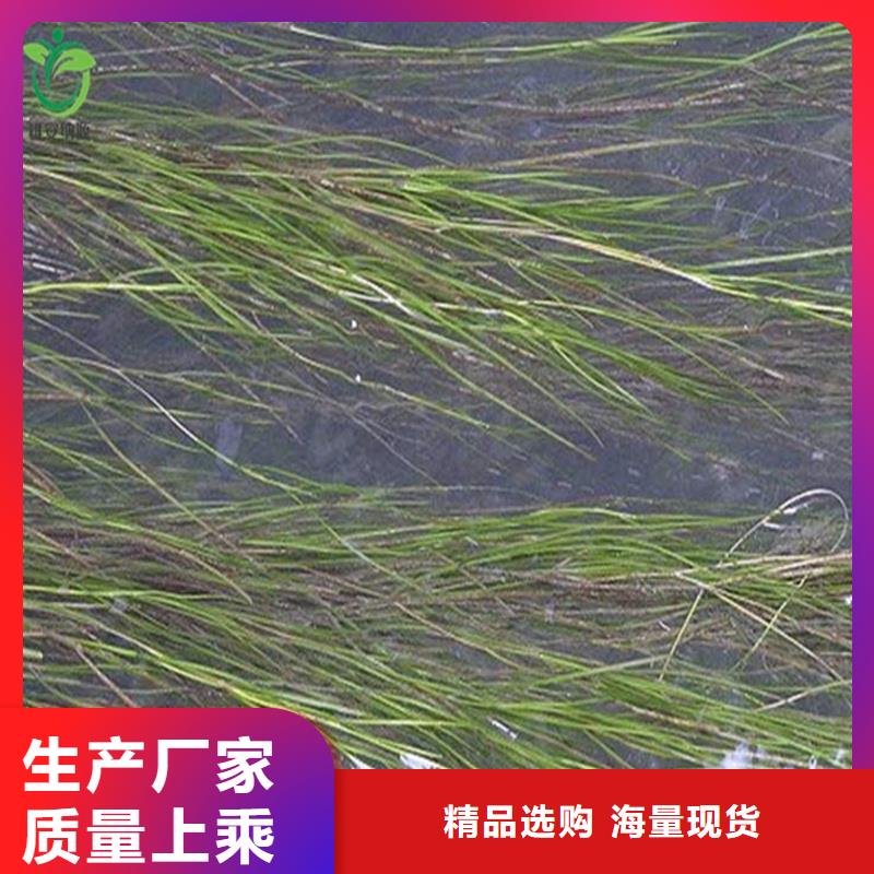 马来眼子菜专业生产厂家