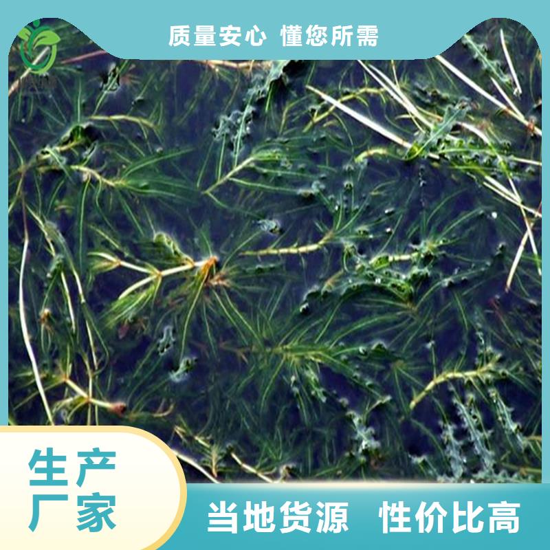 伊乐藻值得信赖的厂家