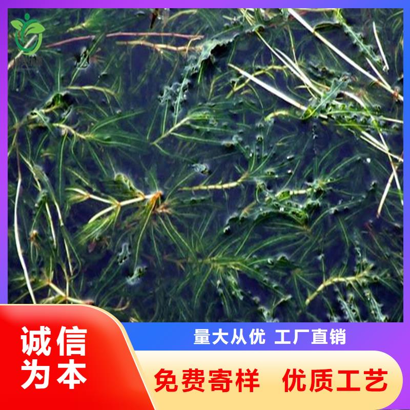 水毛茛多种规格供您选择