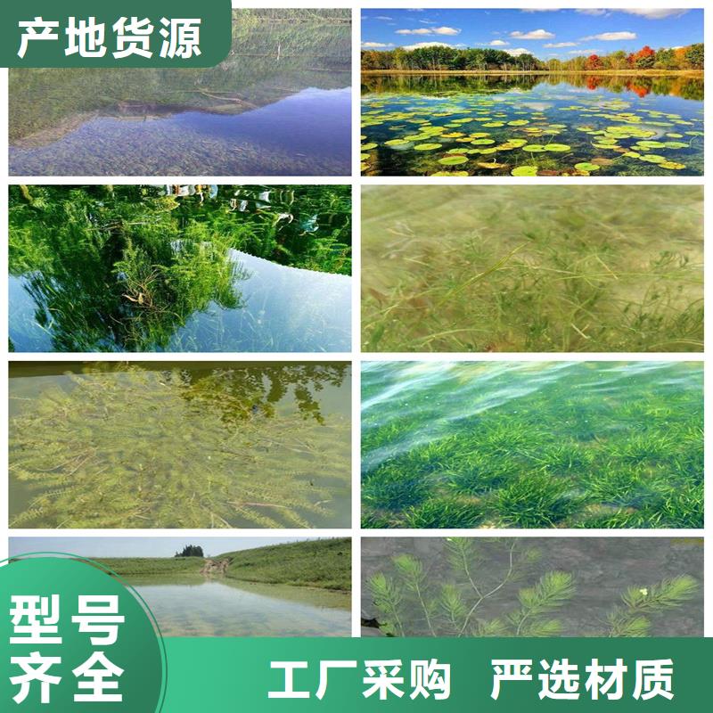 水毛茛多种规格供您选择